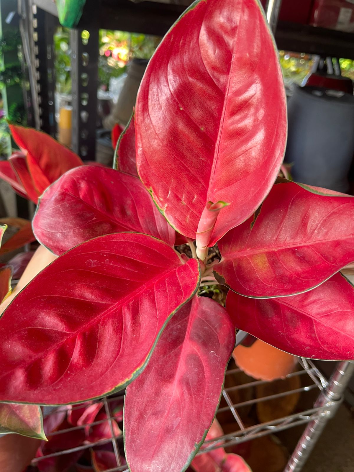 Aglonema Roja