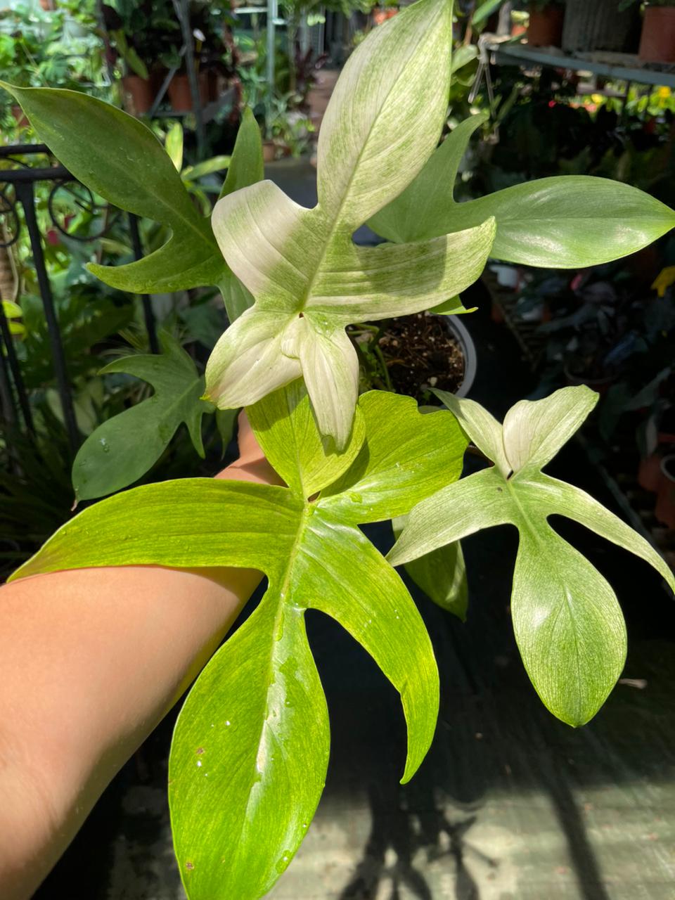 Filodendro Florida