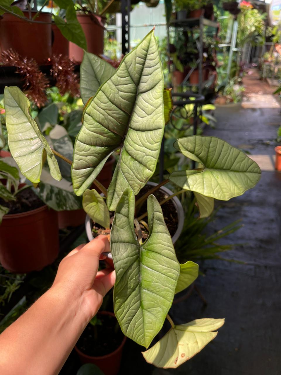 Alocasia Wenti