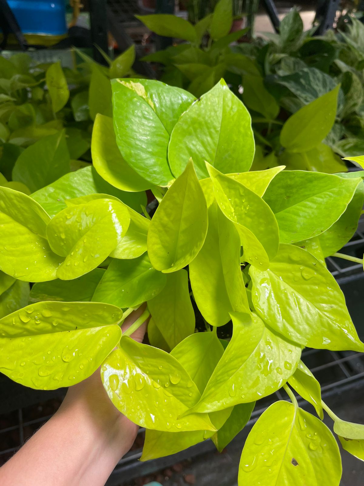 Pothos neon M15