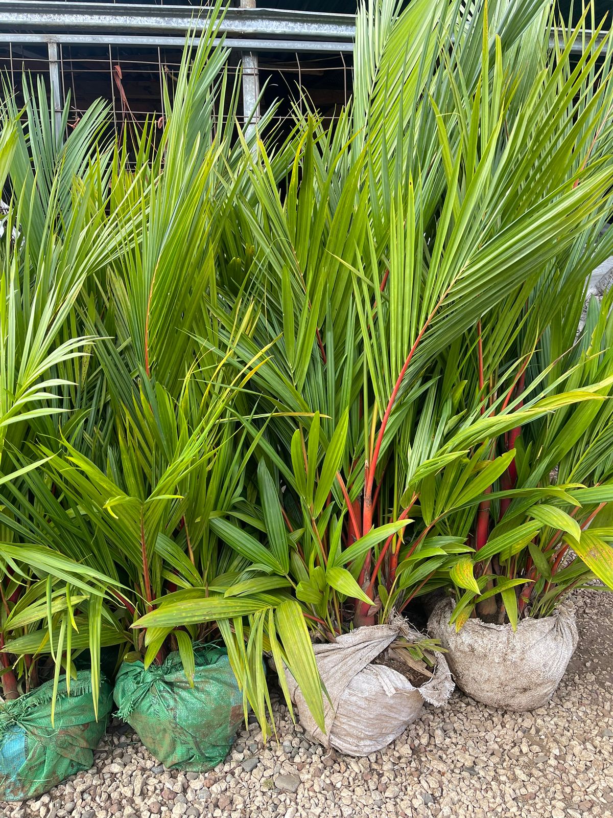 Palmera tallo rojo