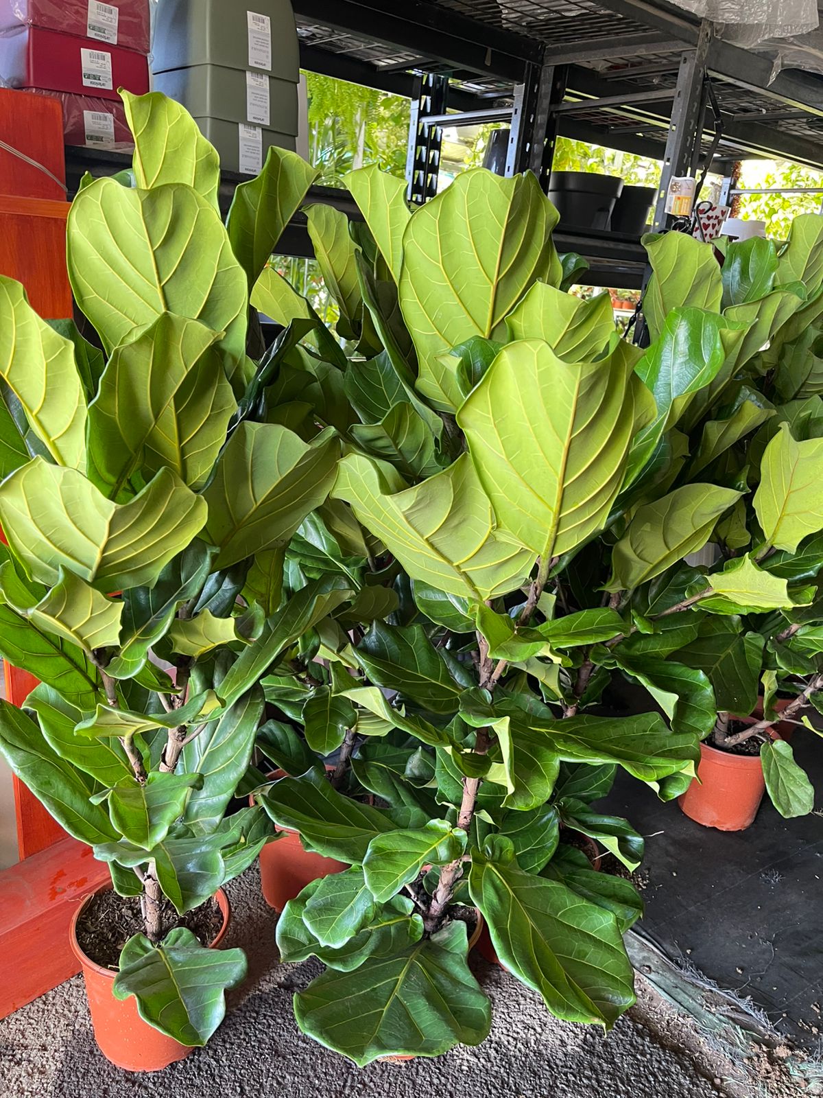 Ficus Lirata