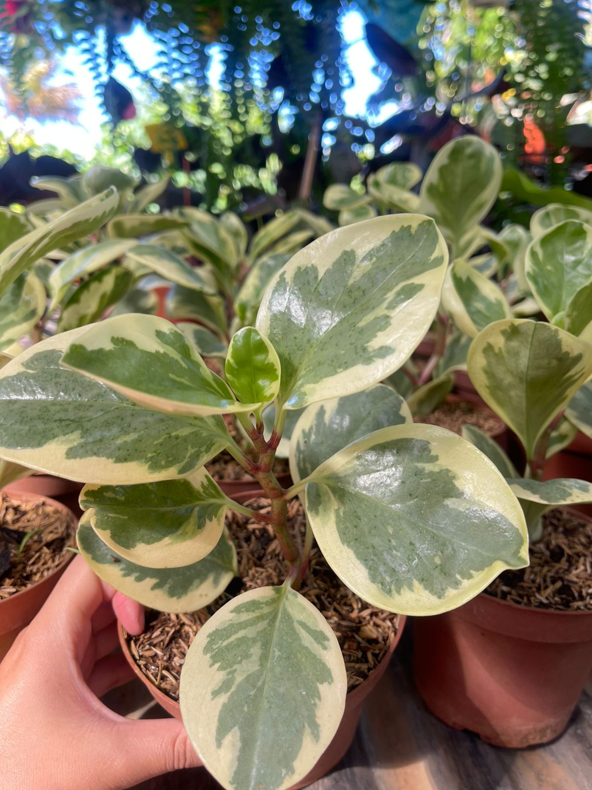 Peperonia