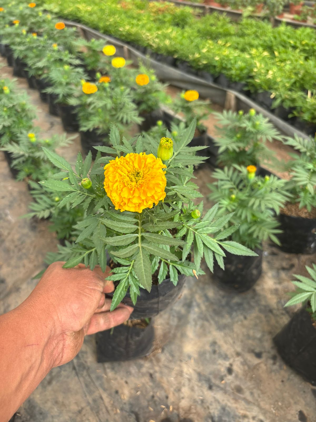 Marigol Bonanza