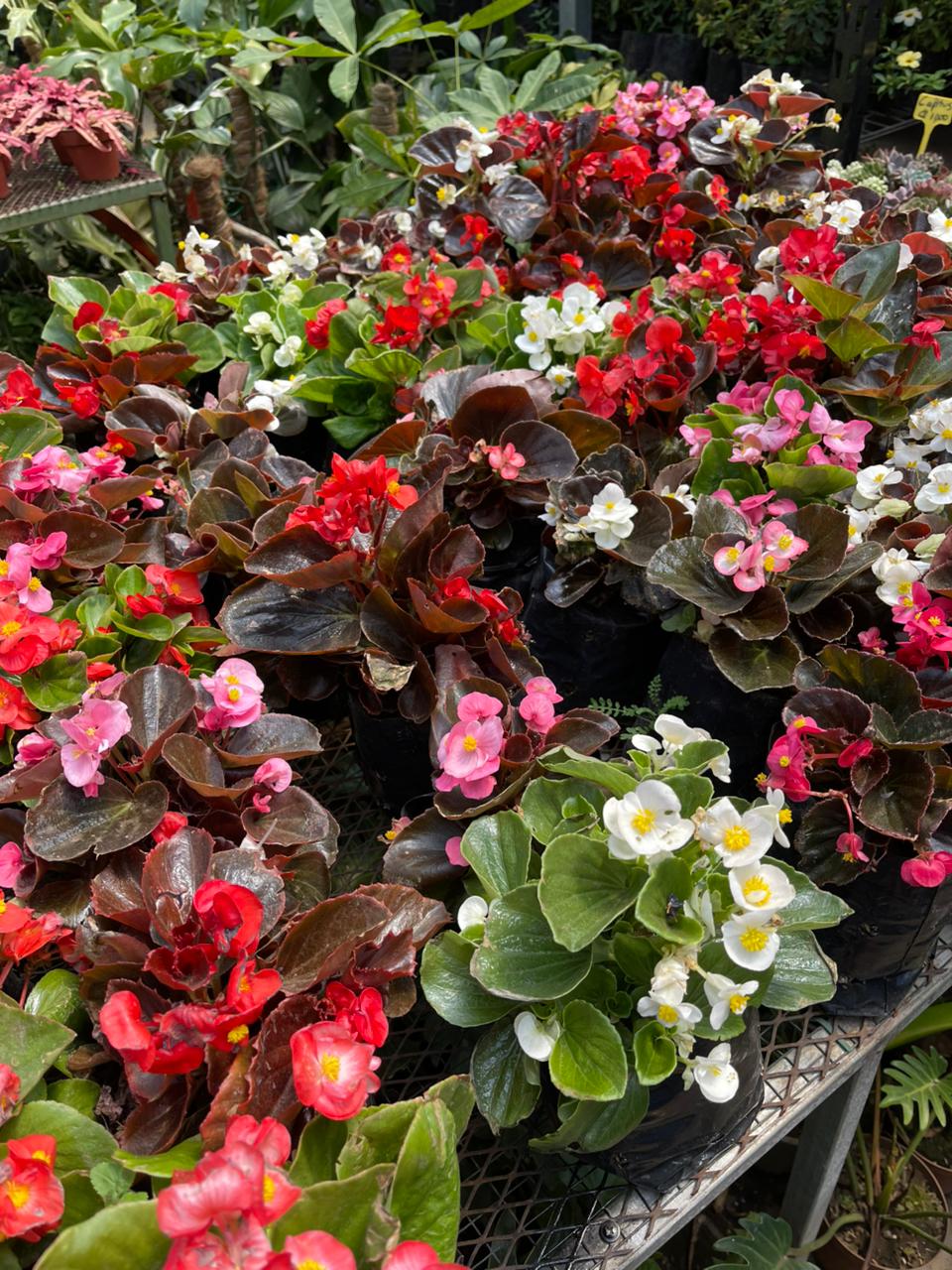 Begonia Teresita