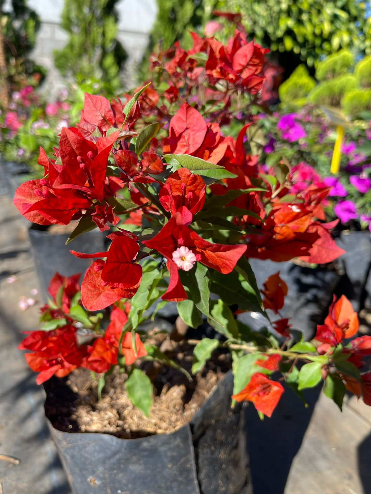 Veranera cobre
