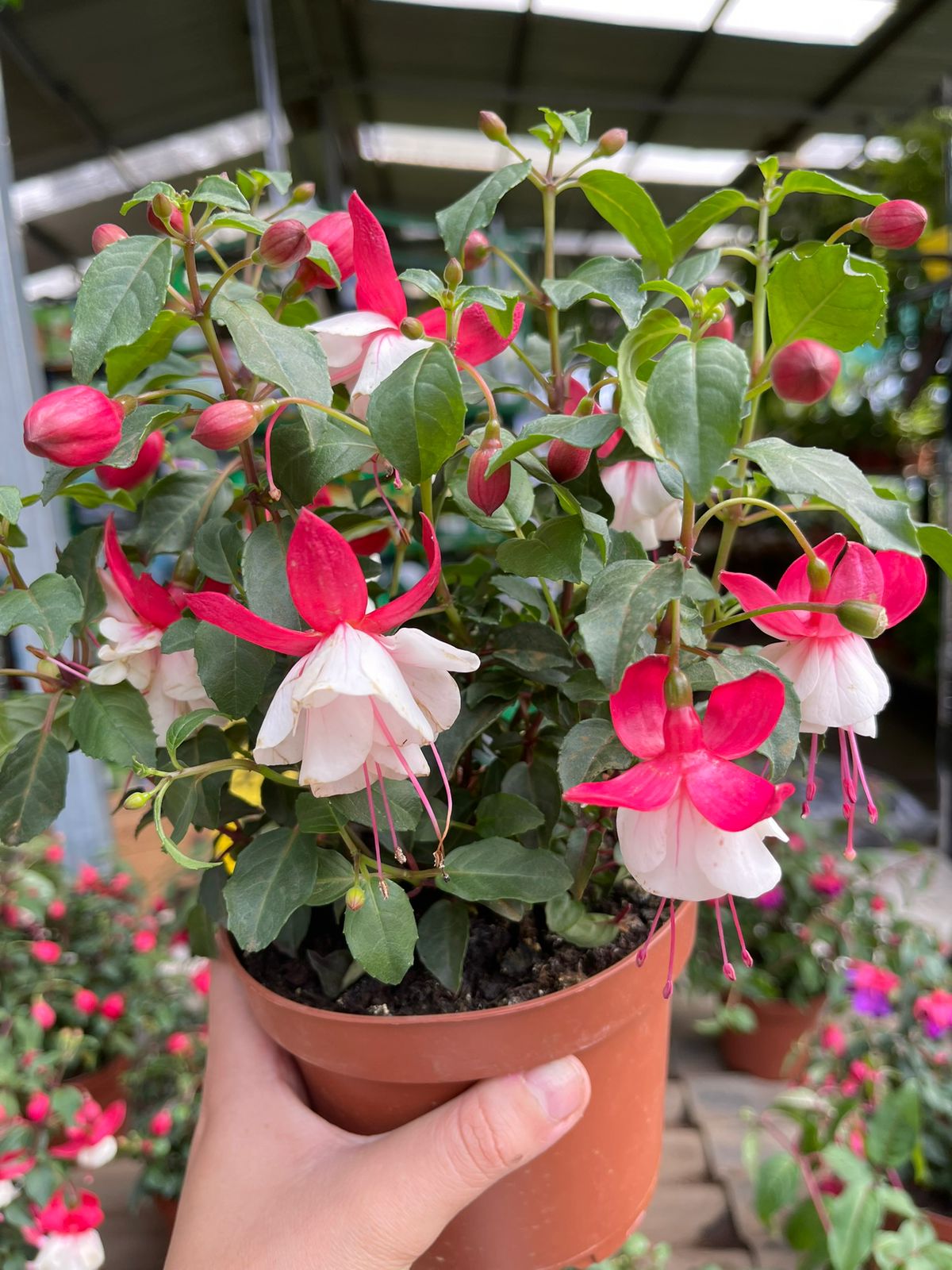 Fucsias