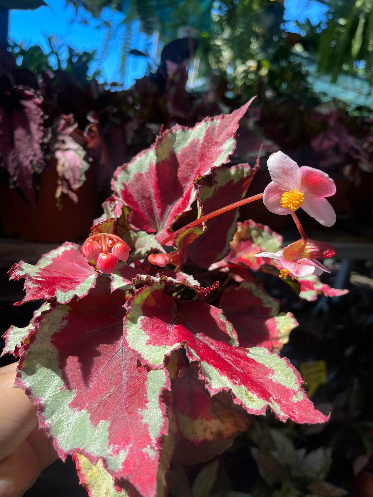 Begonia