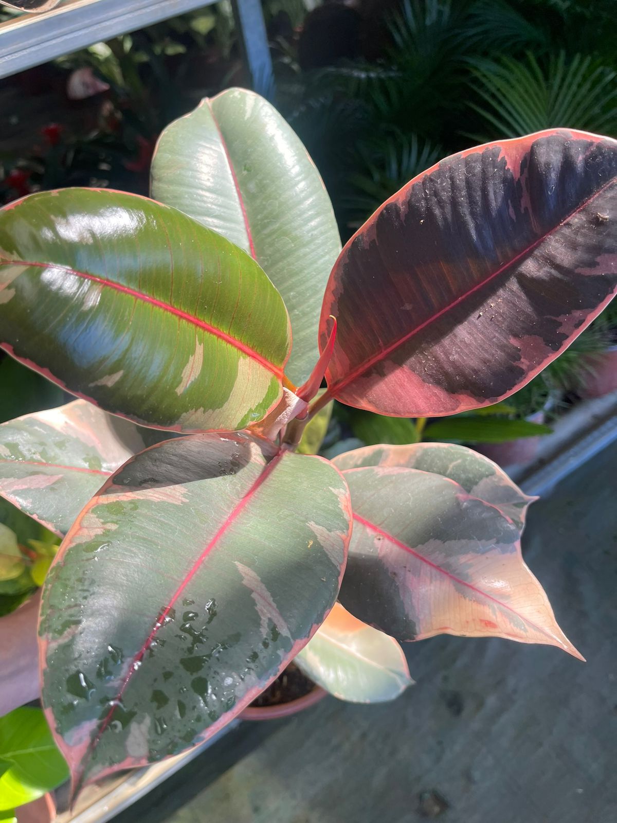 Ficus Ruby