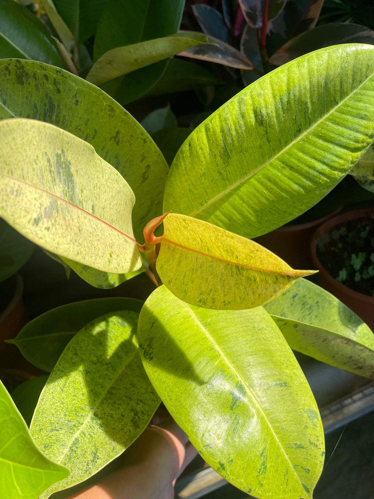 Ficus camaleón