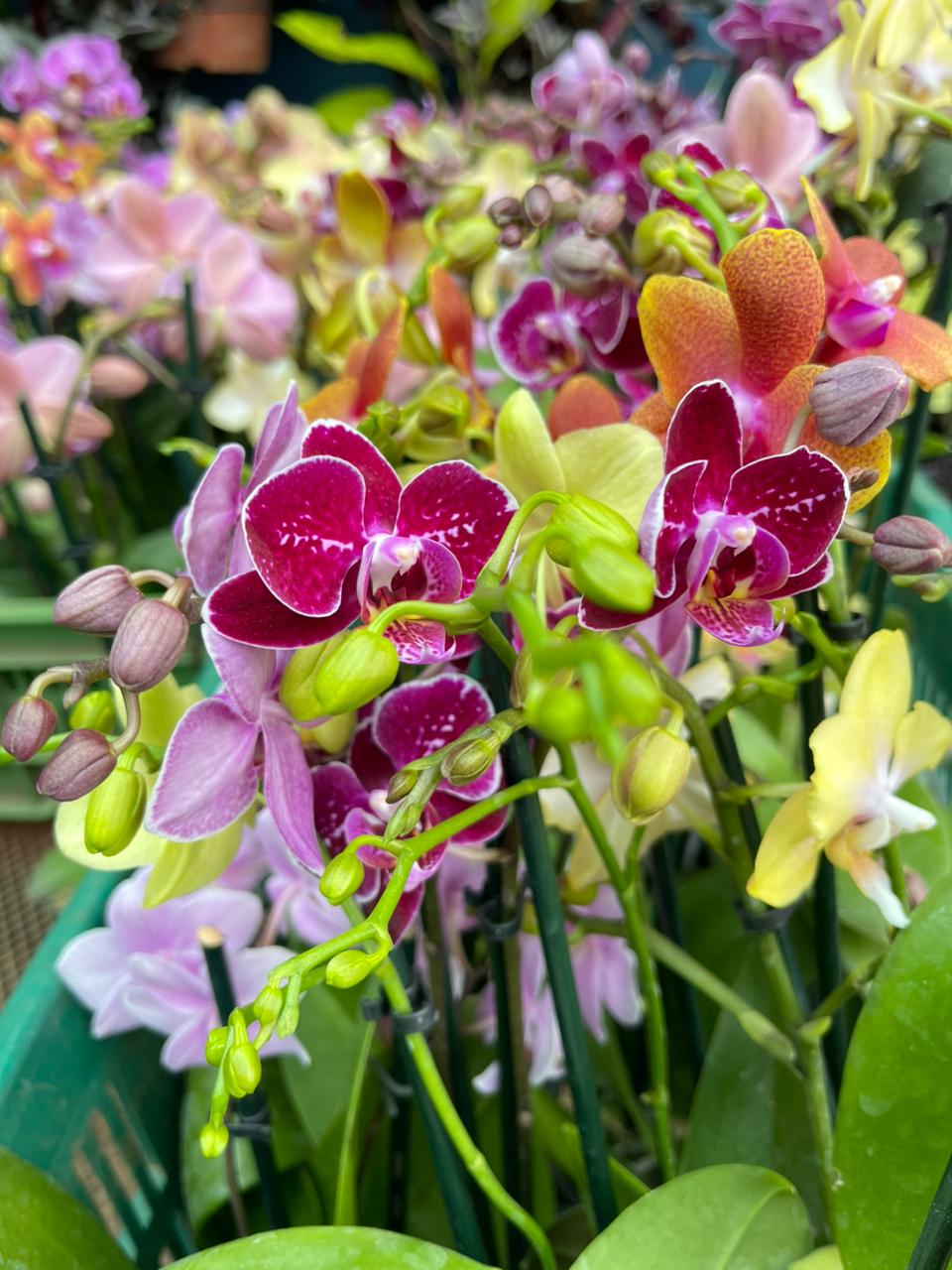 Orquídea Multiflora