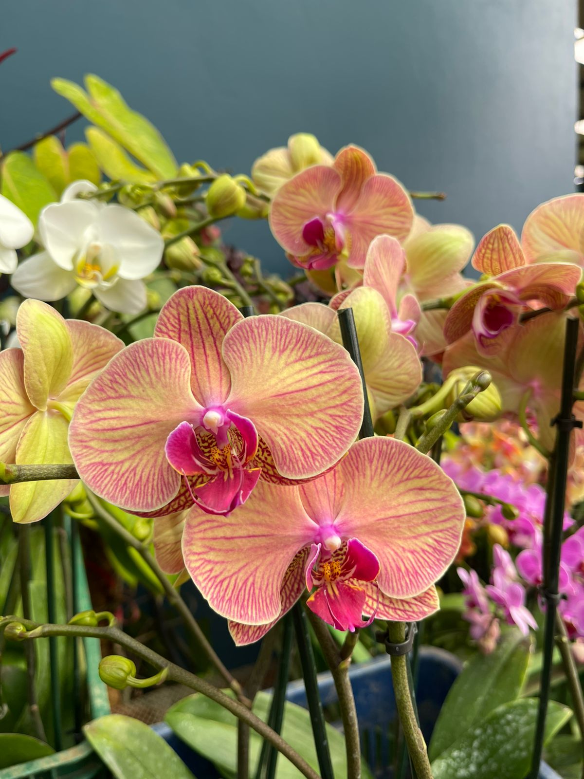 Orquídeas Superior
