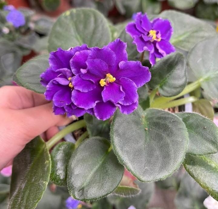 Violetas(varios colores)