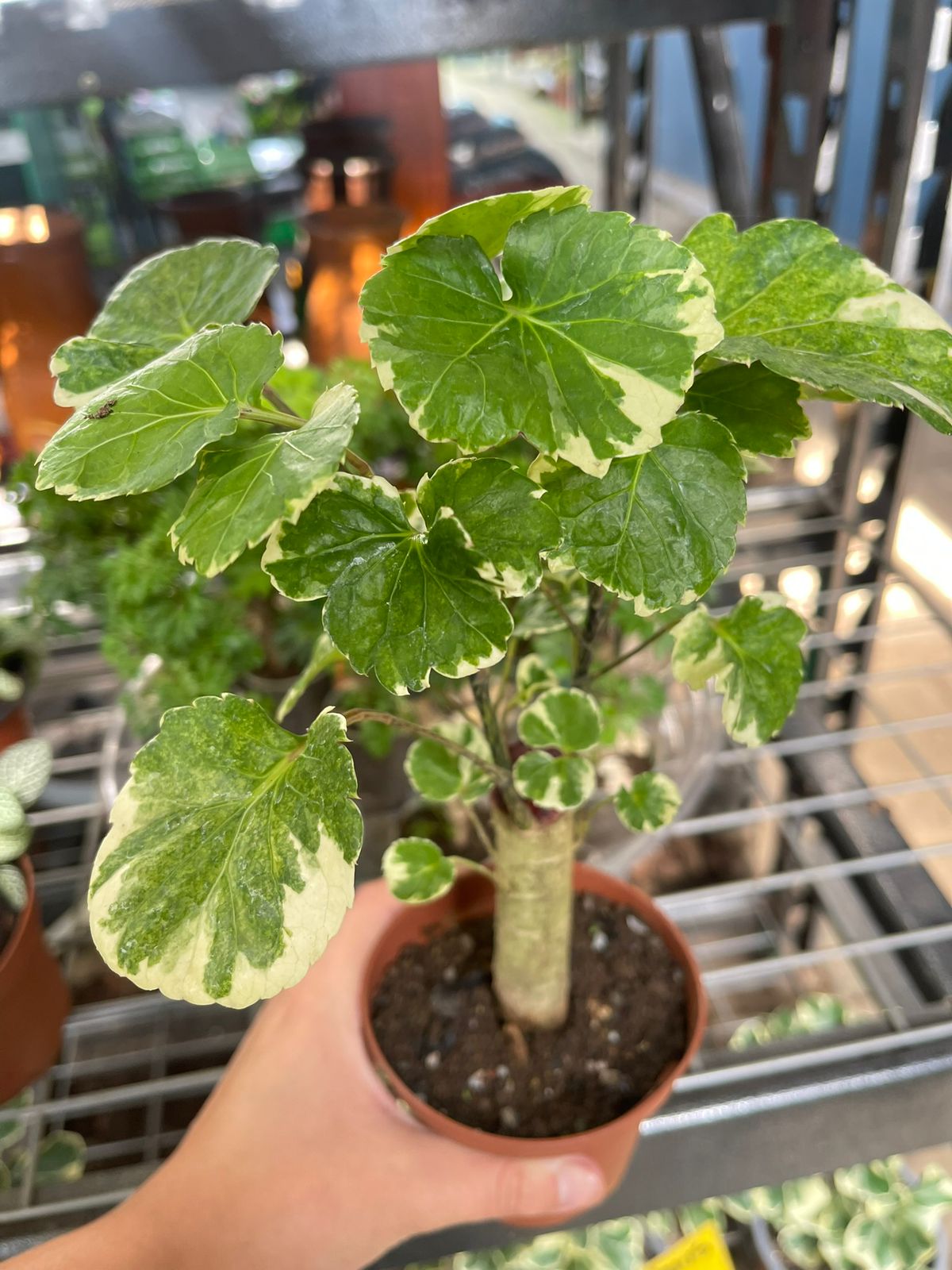 Aralia