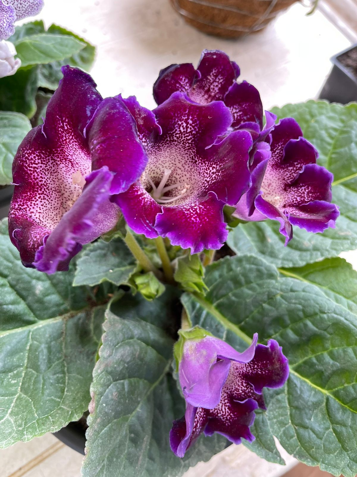 Gloxinias