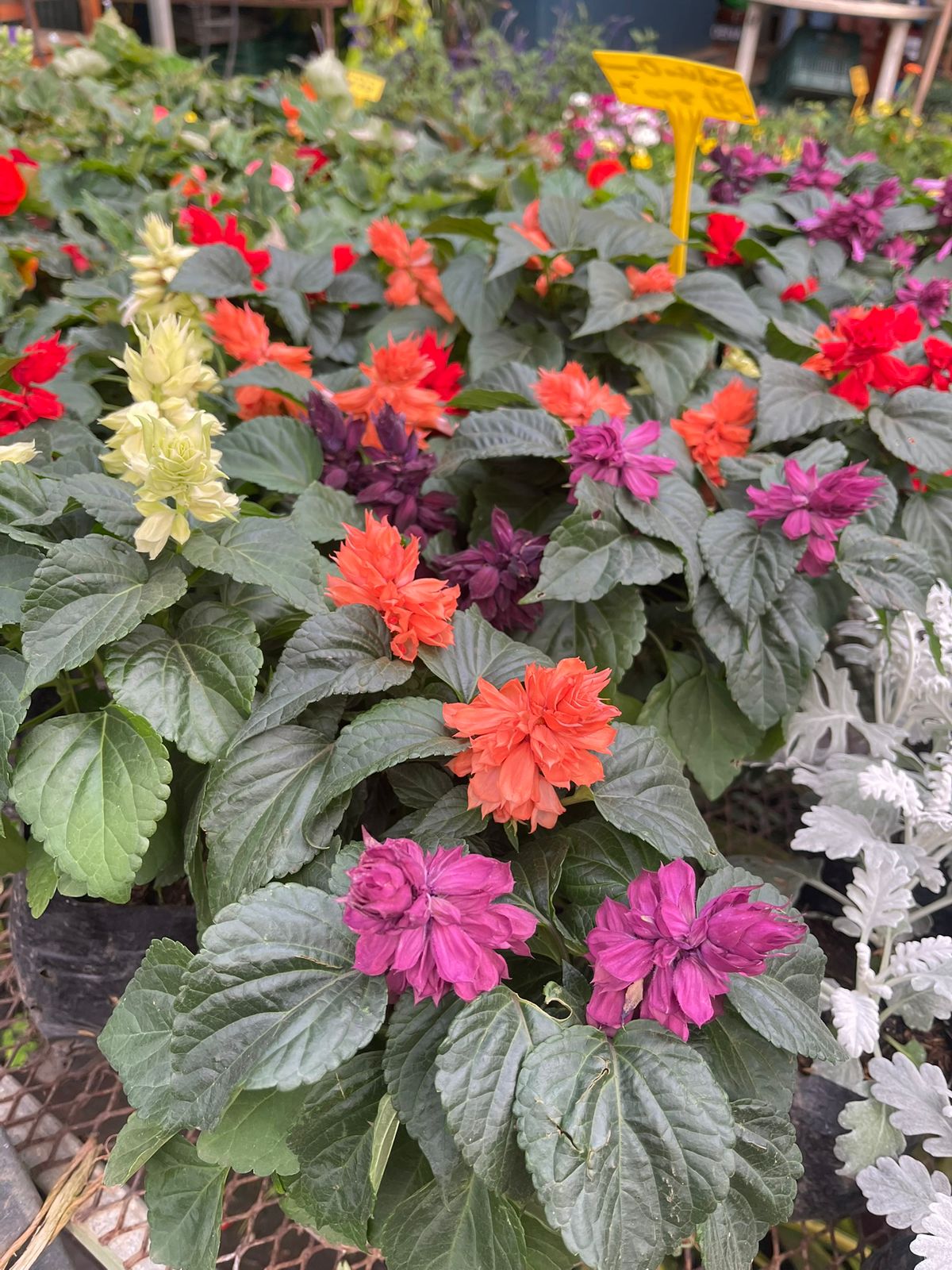 Salvia ornamental