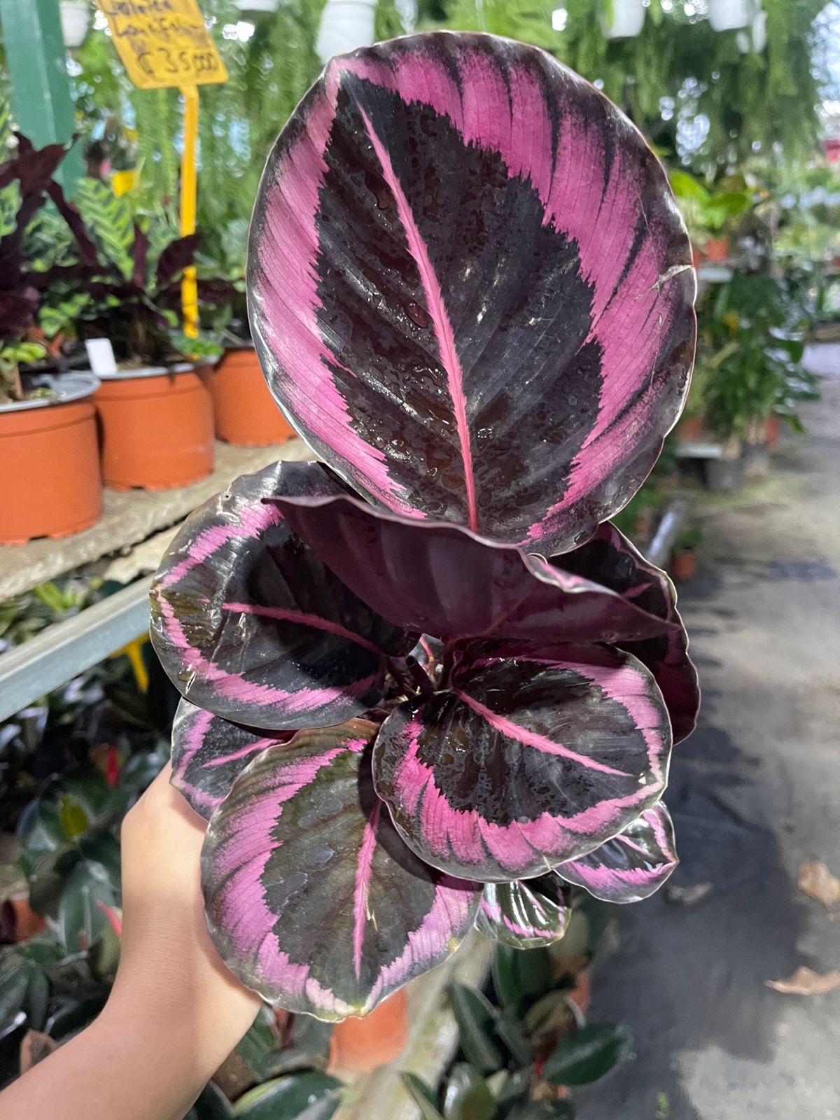 Calathea pink princess