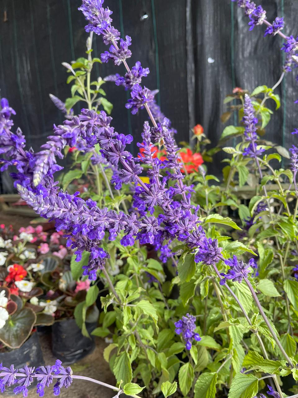 Salvia azul