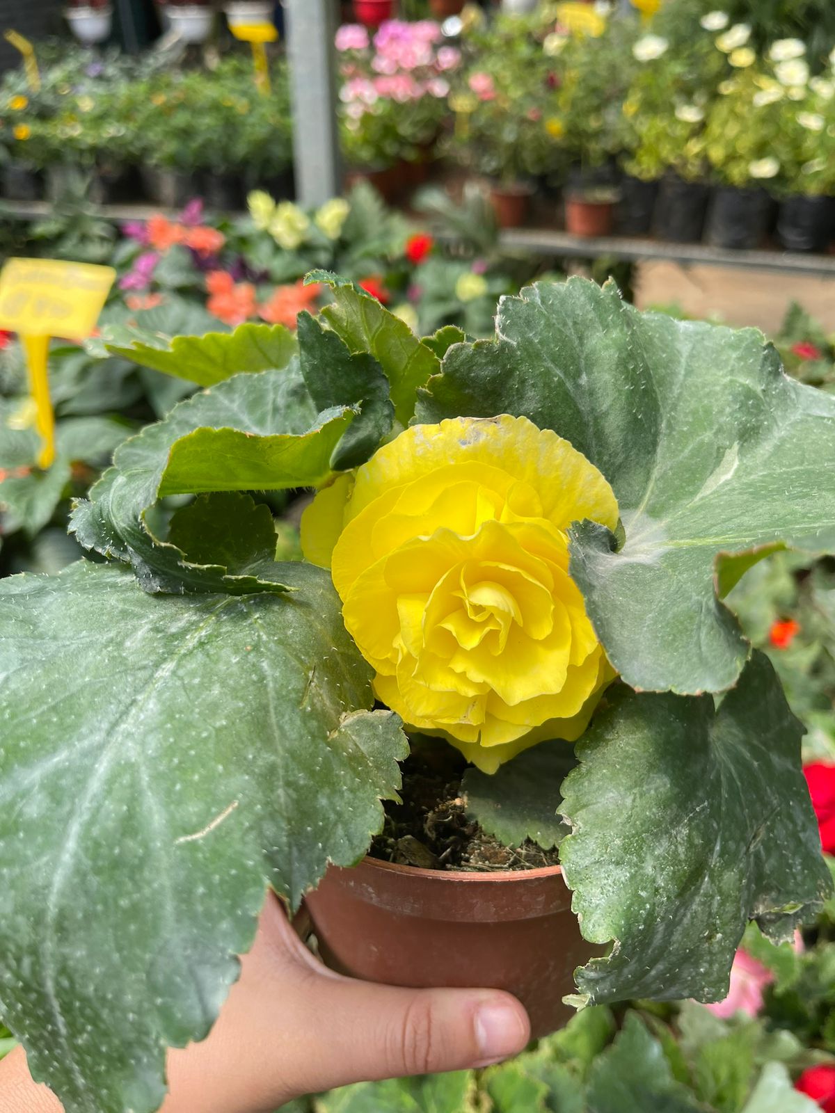 Begonia holandesa