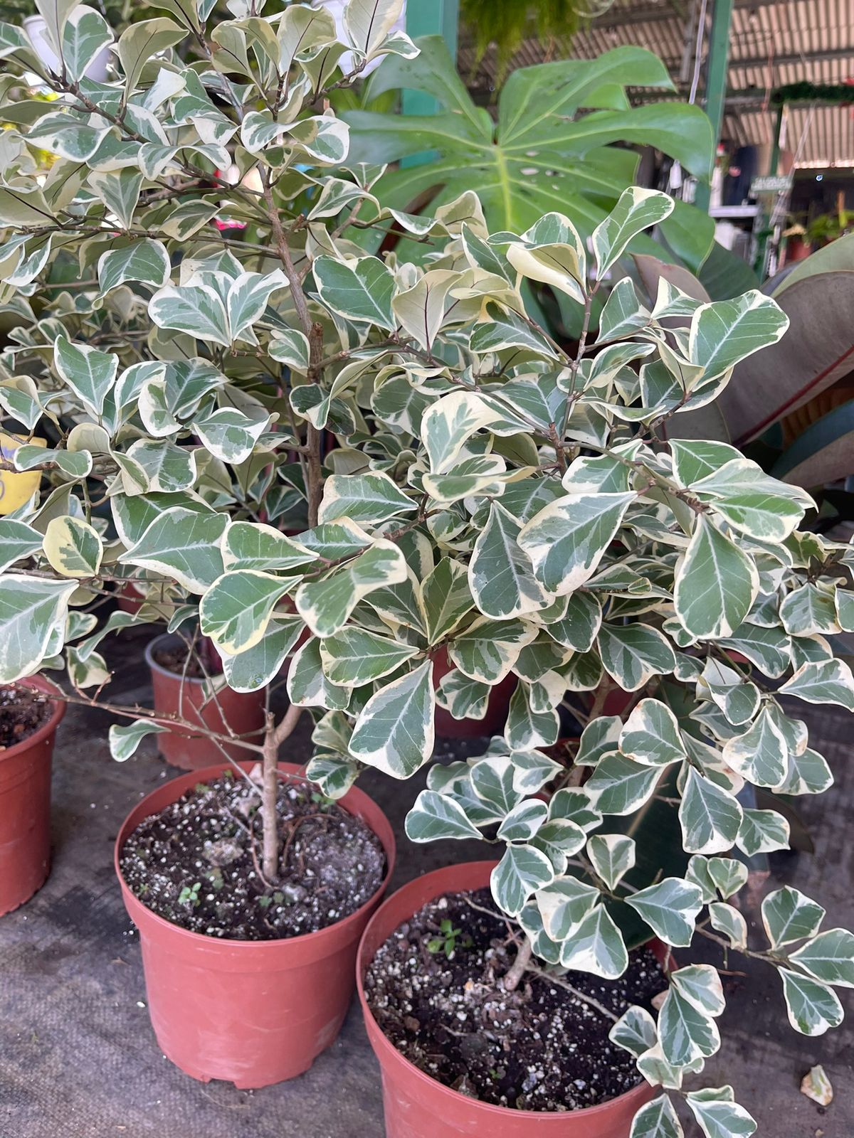 Ficus triangular