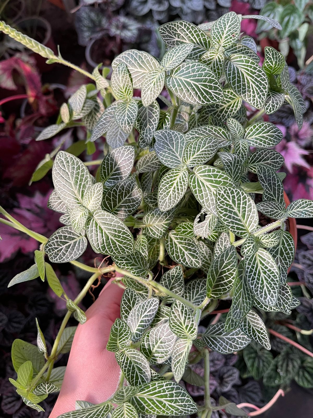 Fittonia