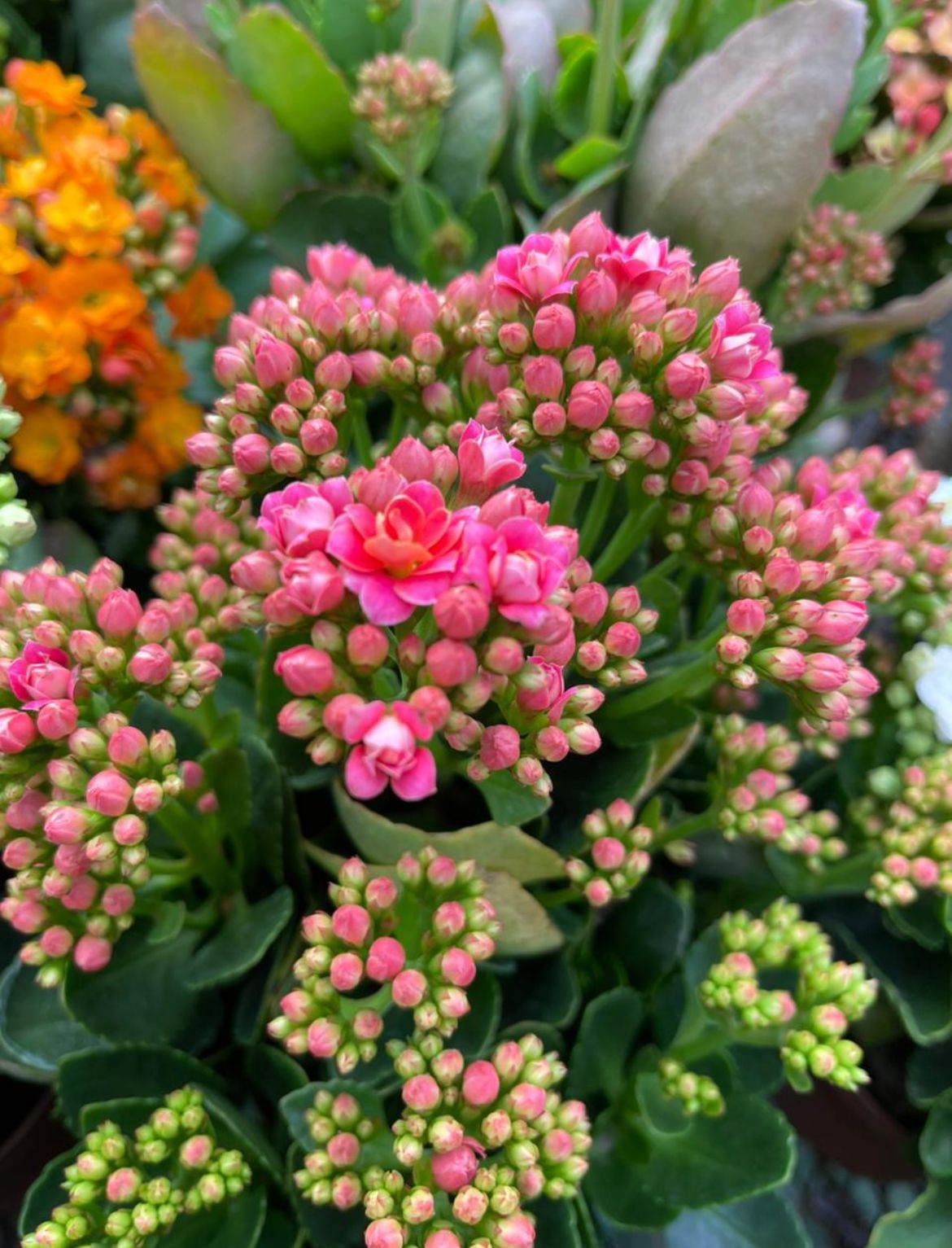 Kalanchoe Fucsia