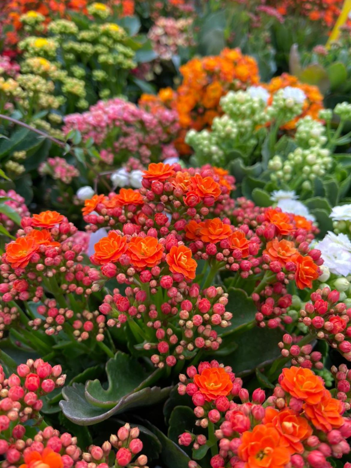Kalanchoe Rojo