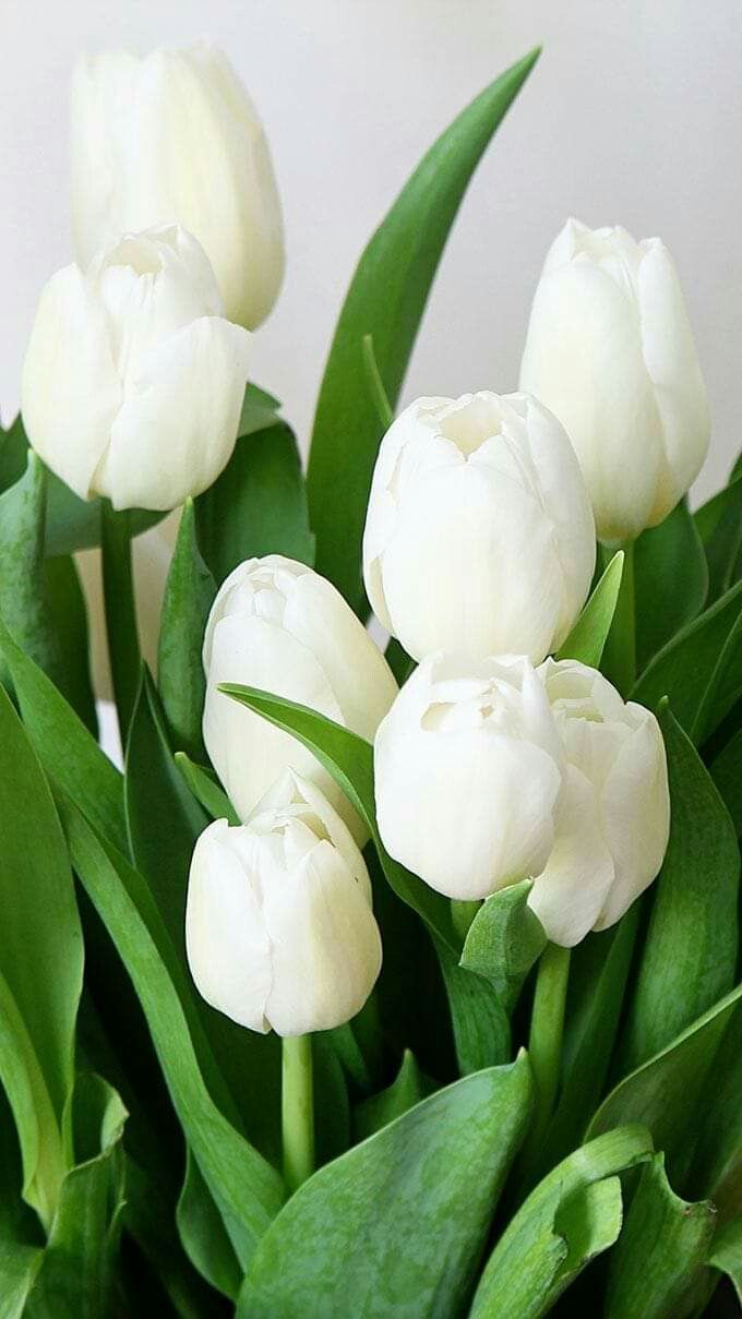 Tulipanes