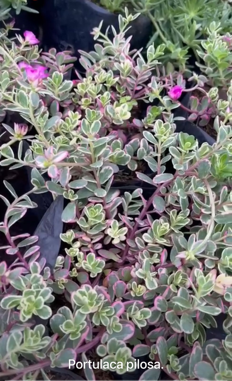 Portulaca Pilosa