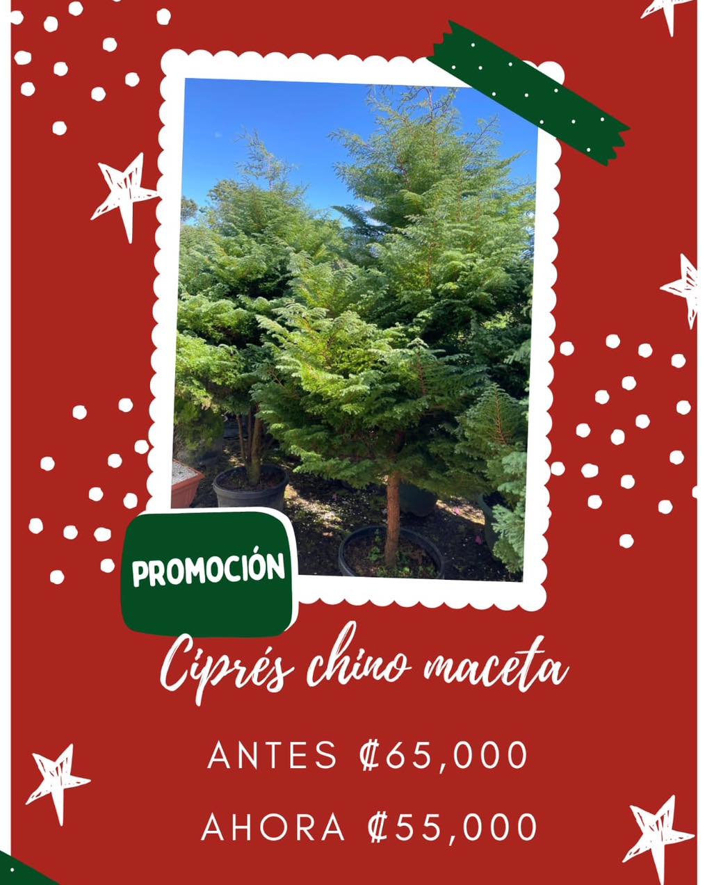 Ciprés chino maceta