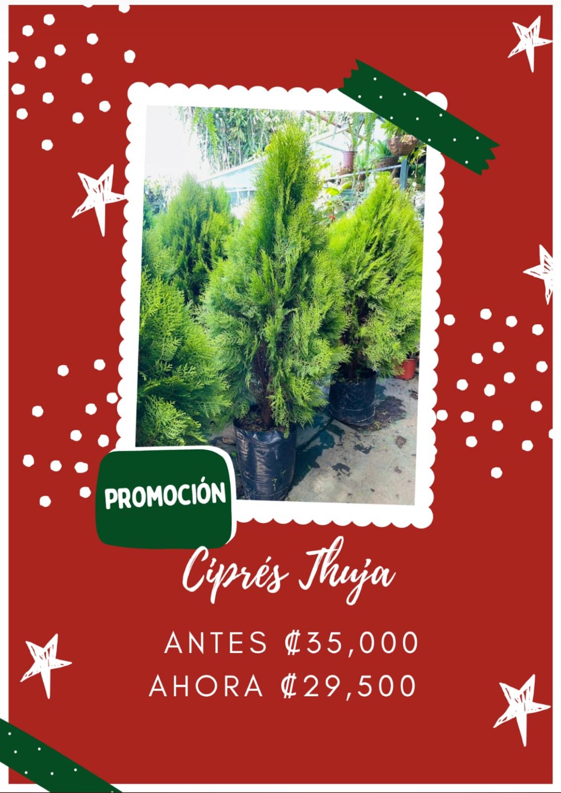 Ciprés Thuja grande
