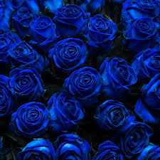 Rosas azules